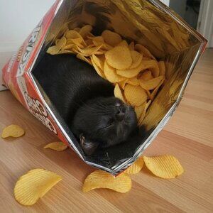 Meet your Posher, Elias